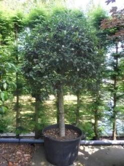 Hulst Op Stam (Ilex Aquifolium) -Klim Rose Winkel ilex aquifolium halfstam c200 extra