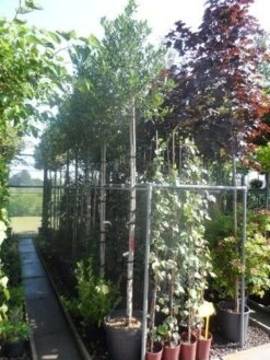 Hulst Als Boom (Ilex 'Nellie R. Stevens') -Klim Rose Winkel ilex nellie r. stevens 10 12ho cont