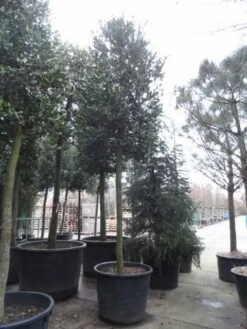 Hulst Als Boom (Ilex 'Nellie R. Stevens') -Klim Rose Winkel ilex nellie stevens