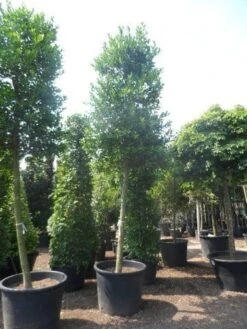 Hulst Als Boom (Ilex 'Nellie R. Stevens') -Klim Rose Winkel ilex nellie stevens 25 30ho c350