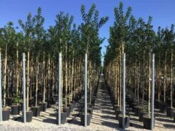 Hulst Als Boom (Ilex 'Nellie R. Stevens') -Klim Rose Winkel ilex nellie stevens 6 8