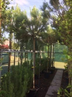 Parasolden (Pinus Pinea) 11 Parasolden (Pinus Pinea) -Klim Rose Winkel img 8351