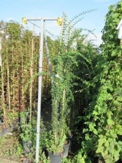 Jasmijn (Jasminum Officinale) -Klim Rose Winkel jasminum officinale 175 200