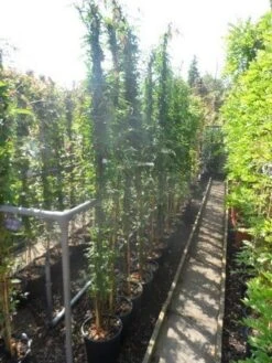 Jasmijn (Jasminum Officinale) -Klim Rose Winkel jasminum officinale 175 200 c10