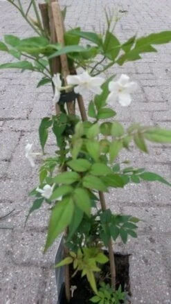 Jasmijn (Jasminum Officinale) -Klim Rose Winkel jasminum officinale 2