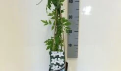 Jasmijn (Jasminum Officinale) -Klim Rose Winkel jasminum officinalis 50 60 c2 1