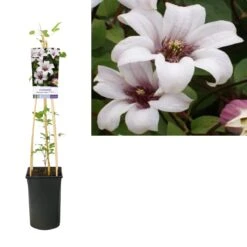 Bosrank (Clematis 'Princess Kate') 5 Bosrank (Clematis 'Princess Kate') -Klim Rose Winkel k303.36708 clematis princess kate pbr light s pot