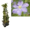 Hedera-Clematis Mix Haag (Prince Charles) -Klim Rose Winkel k390.99122 clematis prince charles 1m privacy 1