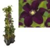 Hedera-Clematis Mix Haag (Warszawska Nike) -Klim Rose Winkel k390.99124 clematis warszawska nike 1m privacy 1
