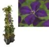 Hedera-Clematis Mix Haag (Polish Spirit) 1 Hedera-Clematis Mix Haag (Polish Spirit) -Klim Rose Winkel k390.99132 clematis vit. polish spirit 1m privacy