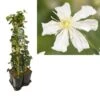Hedera-Clematis Mix Haag (Paul Farges) -Klim Rose Winkel k390.99133 clematis paul farges 1m privacy 1