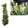 Hedera-Kamperfoelie Mix Haag (Belgica Select) -Klim Rose Winkel k390.99136 lonicera per. belgica select 1m privacy
