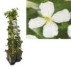 Hedera-Clematis Mix Haag (grandiflora) 2 Hedera-Clematis Mix Haag (grandiflora) -Klim Rose Winkel k390.99141 clematis montana grandiflora 1m privacy 1 1