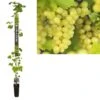 Pitloze Witte Druif (Vitis Vinifera 'Millenium') -Klim Rose Winkel k501.98365 vitis vinifera millenium long strong
