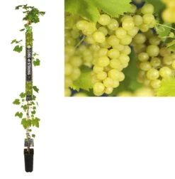 Pitloze Witte Druif (Vitis Vinifera 'Millenium')