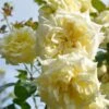 Roos (Rosa 'Elfe') -Klim Rose Winkel kose00277