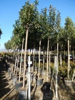 Liguster Als Boom (Ligustrum Japonicum) -Klim Rose Winkel ligustrum japonicum 10 12 2