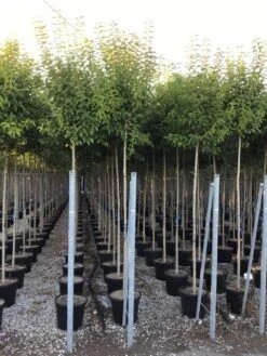 Liguster Als Boom (Ligustrum Japonicum) -Klim Rose Winkel ligustrum japonicum 10 12 c30