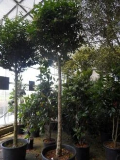 Liguster Op Stam (Ligustrum Japonicum 'Texanum') 13 Liguster Op Stam (Ligustrum Japonicum 'Texanum') -Klim Rose Winkel ligustrum japonicum texanum 20 25ho c130