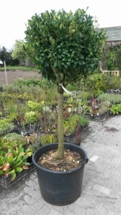 Liguster Op Stam (Ligustrum Japonicum 'Texanum') 12 Liguster Op Stam (Ligustrum Japonicum 'Texanum') -Klim Rose Winkel ligustrum texanum extra groot