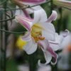 Konings Lelie (Lilium Regale) -Klim Rose Winkel lilium regale 2 1