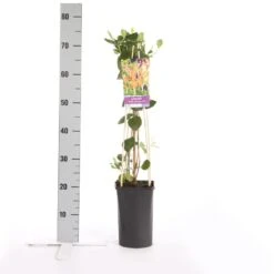 Kamperfoelie (Lonicera Heckrottii 'American Beauty') 5 Kamperfoelie (Lonicera Heckrottii 'American Beauty') -Klim Rose Winkel lonicera heckrottii american beauty