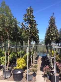 Beverboom (Magnolia Grandiflora 'Gallissoniere') 19 Beverboom (Magnolia Grandiflora 'Gallissoniere') -Klim Rose Winkel magnolia grandiflora 10 12