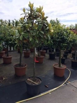 Groenblijvende Magnolia Op Stam (Magnolia Grandiflora 'Gallissoniere')