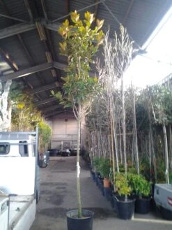 Beverboom (Magnolia Grandiflora 'Gallissoniere') 15 Beverboom (Magnolia Grandiflora 'Gallissoniere') -Klim Rose Winkel magnolia grandiflora 1 1