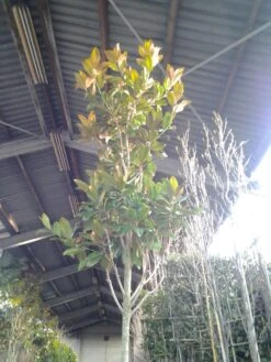 Beverboom (Magnolia Grandiflora 'Gallissoniere') 16 Beverboom (Magnolia Grandiflora 'Gallissoniere') -Klim Rose Winkel magnolia grandiflora 2 1