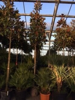 Beverboom (Magnolia Grandiflora 'Gallissoniere') 17 Beverboom (Magnolia Grandiflora 'Gallissoniere') -Klim Rose Winkel magnolia grandiflora gallisoniere 16 18ho cont