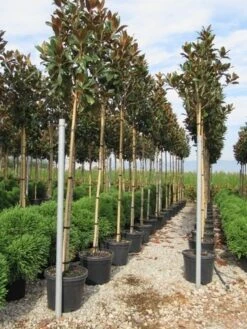 Beverboom (Magnolia Grandiflora 'Gallissoniere') 14 Beverboom (Magnolia Grandiflora 'Gallissoniere') -Klim Rose Winkel magnolia grandiflora gallisoniere 8 10 2