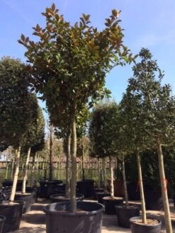 Beverboom (Magnolia Grandiflora 'Gallissoniere') 18 Beverboom (Magnolia Grandiflora 'Gallissoniere') -Klim Rose Winkel magnolia grandiflora hoogstam solitair