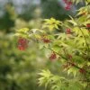 Japanse Esdoorn (Acer Palmatum 'Osakazuki') -Klim Rose Winkel mebr00220