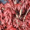 Japanse Esdoorn (Acer Palmatum 'Skeeter's Broom') -Klim Rose Winkel mebr00226