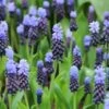 Kaboutermutsjes (Muscari Latifolium) 2 Kaboutermutsjes (Muscari Latifolium) -Klim Rose Winkel muscari latifolium 14