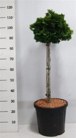 Dwergcypres Op Stam (Chamaecyparis Obtusa 'Nana Gracilis') -Klim Rose Winkel nanagracilis