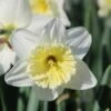 Narcis (Narcissus 'Ice Follies') -Klim Rose Winkel narcissus icefollies 3 1