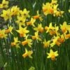 Narcis (Narcissus 'Jetfire') -Klim Rose Winkel narcissus jetfire 5