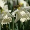 Narcis (Narcissus 'Mount Hood') 1 Narcis (Narcissus 'Mount Hood') -Klim Rose Winkel narcissus mounthood