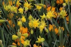 Narcis (Narcissus 'Rip Van Winkle') -Klim Rose Winkel narcissus ripvanwinkle 6 1