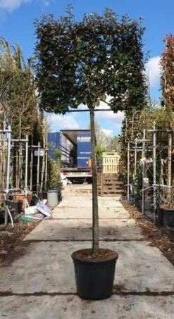 Olijfwilg Halfstam Als Leiboom (Elaeagnus Ebbingei) 6 Olijfwilg Halfstam Als Leiboom (Elaeagnus Ebbingei) -Klim Rose Winkel olijfwilg leivorm