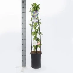 Passiebloem (Passiflora Caerulea) 12 Passiebloem (Passiflora Caerulea) -Klim Rose Winkel passiflora caerulea1.00 1.25