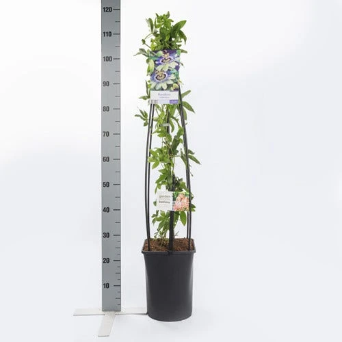 Passiebloem (Passiflora Caerulea) 5 Passiebloem (Passiflora Caerulea) - Afbeelding 4