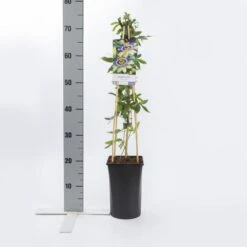 Passiebloem (Passiflora Caerulea) 11 Passiebloem (Passiflora Caerulea) -Klim Rose Winkel passiflora caerulea