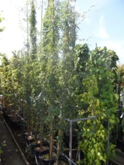 Passiebloem (Passiflora Caerulea) 15 Passiebloem (Passiflora Caerulea) -Klim Rose Winkel passiflora caerulea 300 400 c25