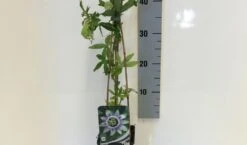 Passiebloem (Passiflora Caerulea) 16 Passiebloem (Passiflora Caerulea) -Klim Rose Winkel passiflora caerulea 50 60 c2 1