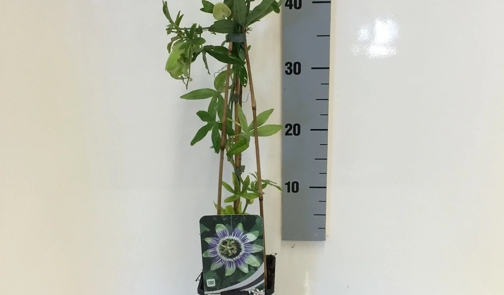 Passiebloem (Passiflora Caerulea) 9 Passiebloem (Passiflora Caerulea) - Afbeelding 8