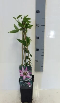 Passiebloem (Passiflora 'Victoria') -Klim Rose Winkel passiflora victoria 50 60 c2