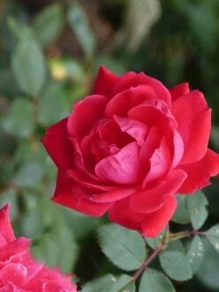 Klimroos (Rosa 'Paul's Scarlet Climber') -Klim Rose Winkel paulsscarletclimber 1